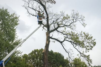 Contact About Apple Tree Removal