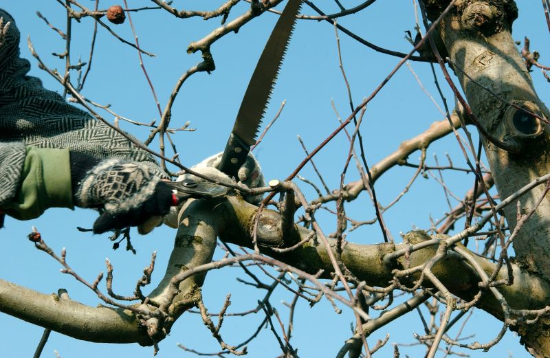 Top Rated Apple Tree Removal Equipment