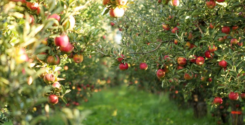 Apple Tree Removal
