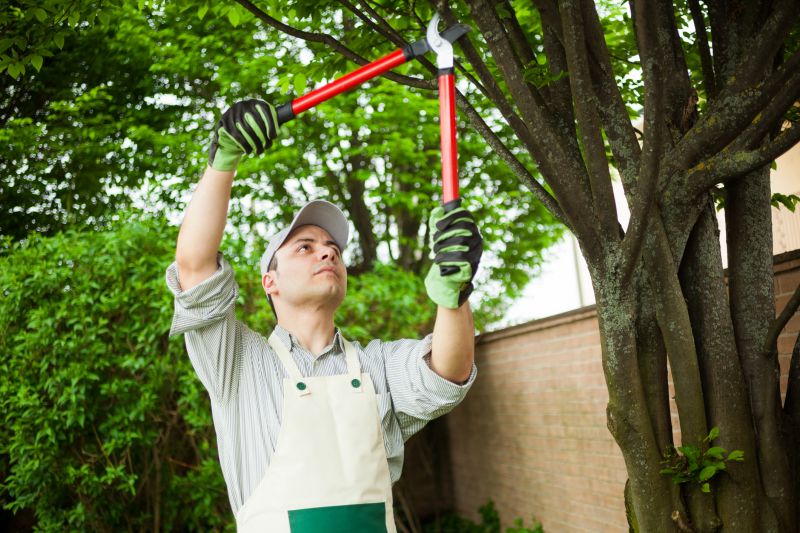 Apple Tree Removal Cost — Cost of Apple Tree Removal