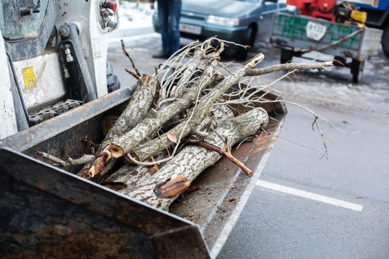 Apple Tree Removal Cost — Cost of Apple Tree Removal