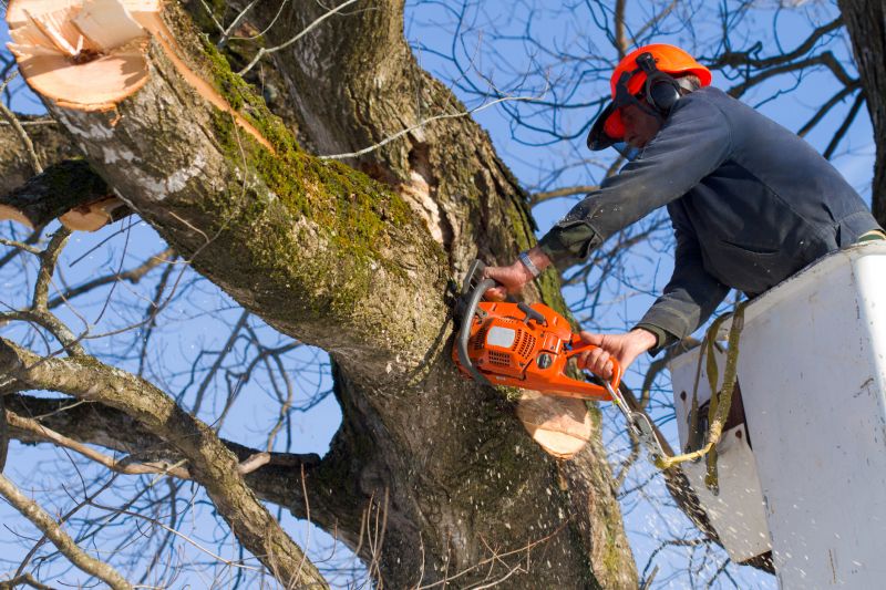 Apple Tree Removal Cost — Cost of Apple Tree Removal