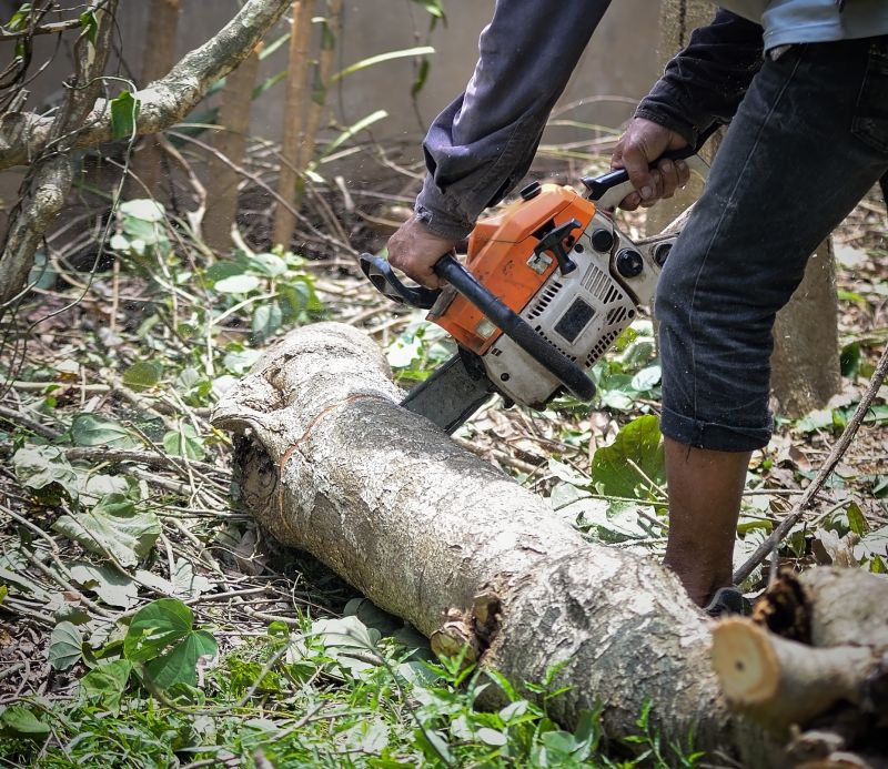 Apple Tree Removal Cost — Cost of Apple Tree Removal