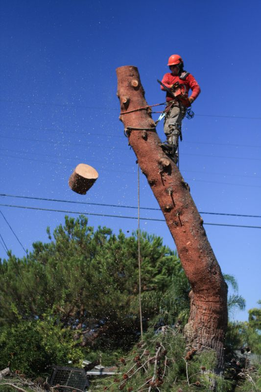 Tree Cutting in Winter