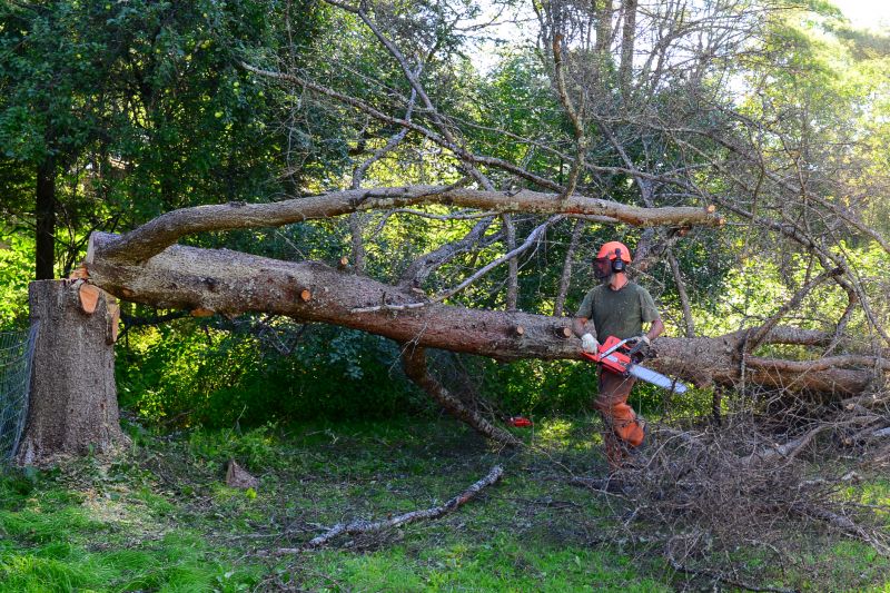 Apple Tree Removal in Winter
