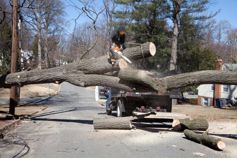 Fallen Tree Covering Driveway