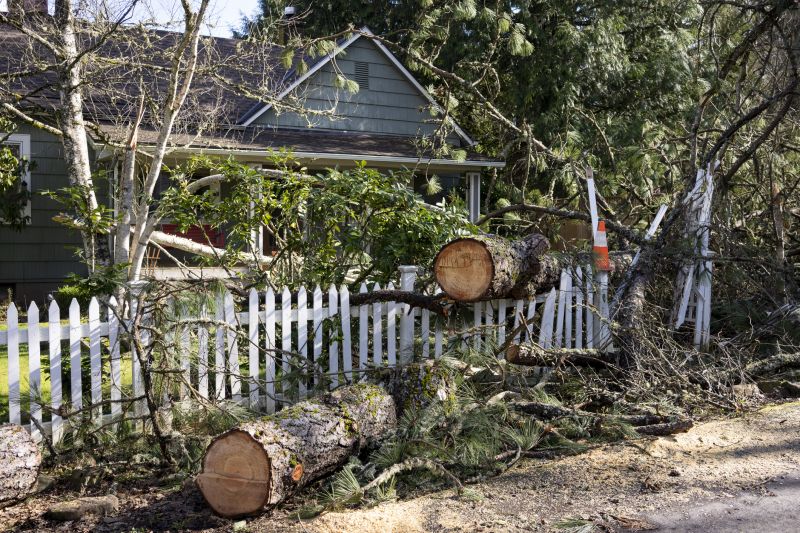 Tree Uprooted in Yard