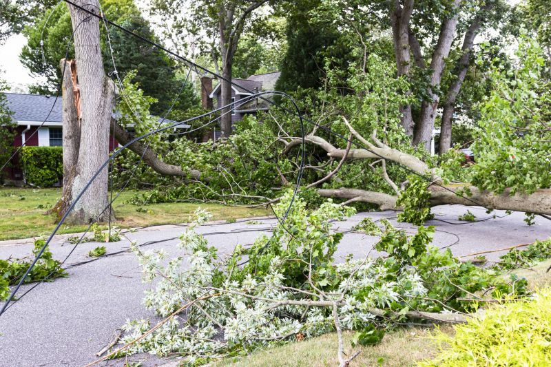 Uprooted Tree on Street
