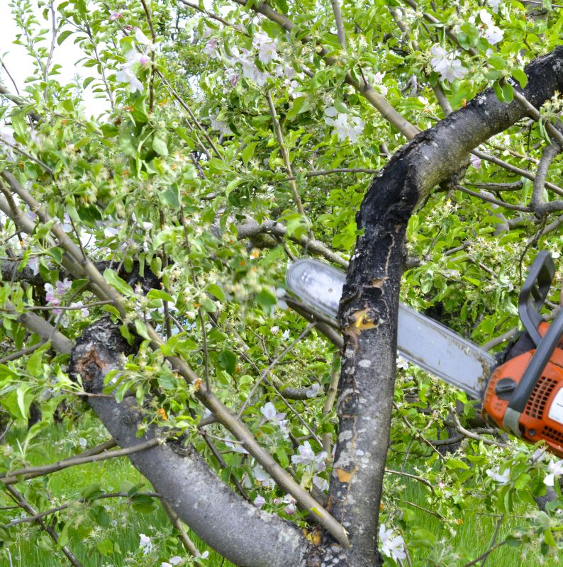 Products For Apple Tree Removals in use