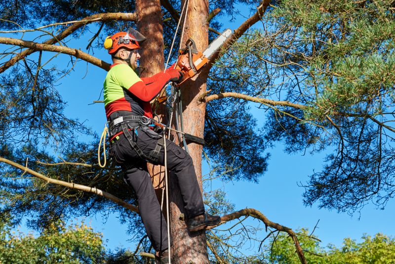 Certified Tree Care Experts