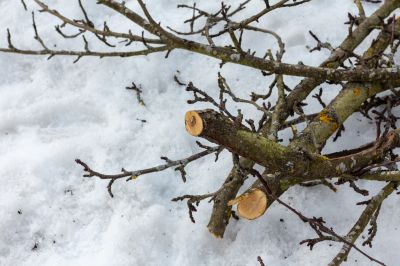 Get Your Tree Safely Removed